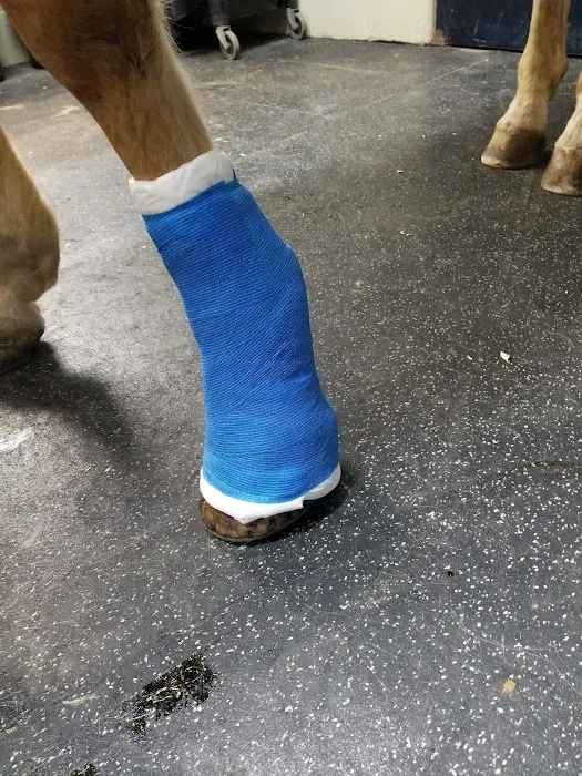 Park Equine Hospital Picture 8