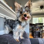 Riverview Animal Hospital