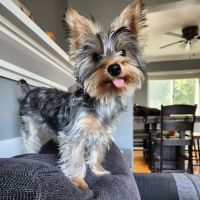 Riverview Animal Hospital ico