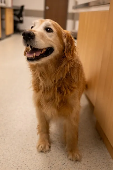 AcutePet Urgent Care Picture 8