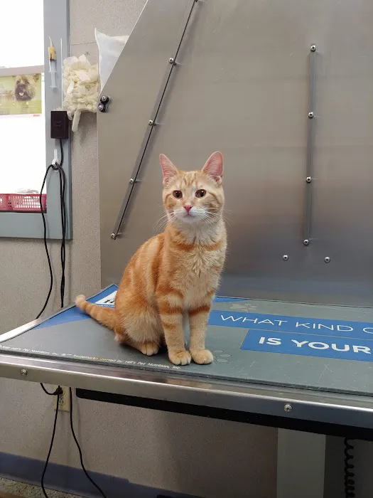 Bellevue Animal Hospital Picture 1