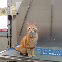 Bellevue Animal Hospital ico