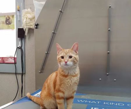 Bellevue Animal Hospital