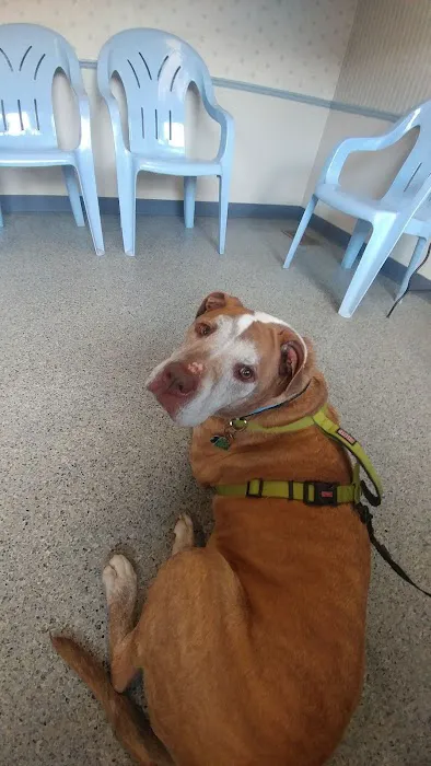 Bellevue Animal Hospital Picture 6