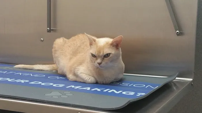 Bellevue Animal Hospital Picture 5