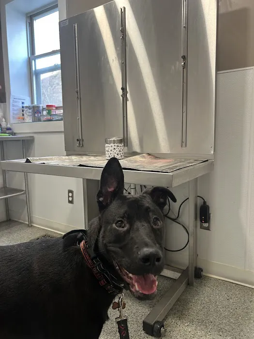 Bellevue Animal Hospital Picture 4