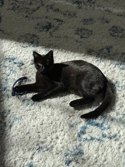 Bellevue Animal Hospital Picture 9