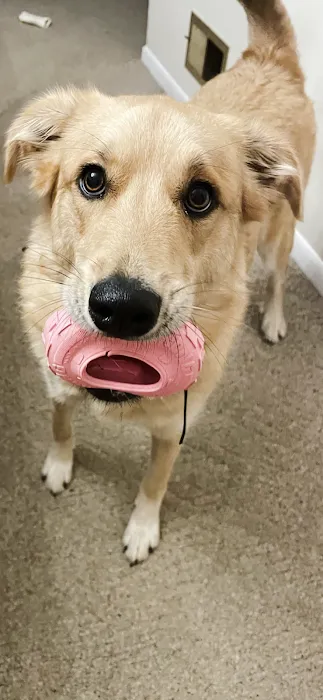 Bellevue Animal Hospital Picture 10
