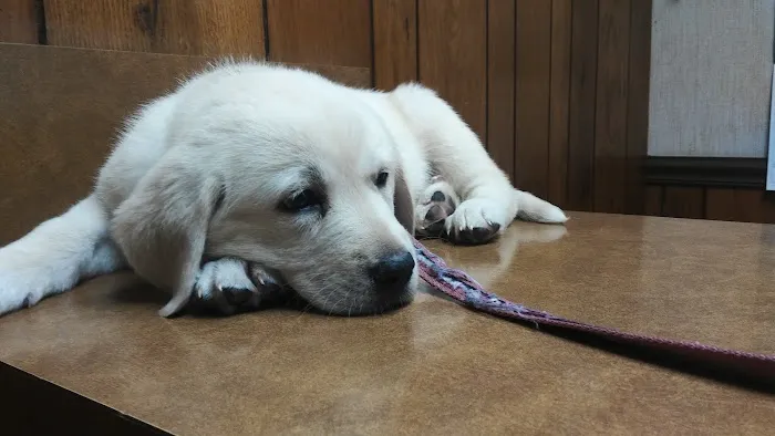 Walton Animal Clinic Picture 1