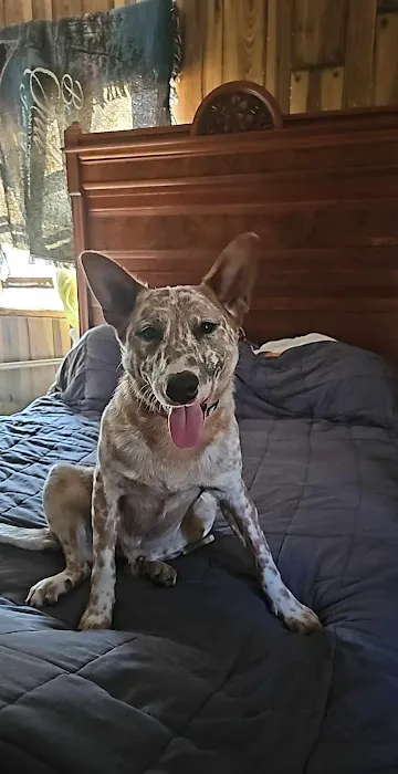 Walton Animal Clinic Picture 9