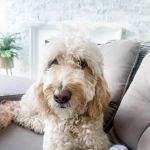 Middendorf Animal Hospital & Laser Centre