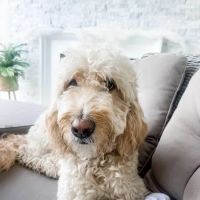 Middendorf Animal Hospital & Laser Centre ico