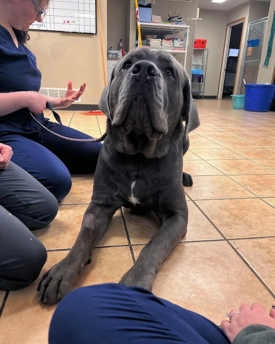 Middendorf Animal Hospital & Laser Centre Picture 3