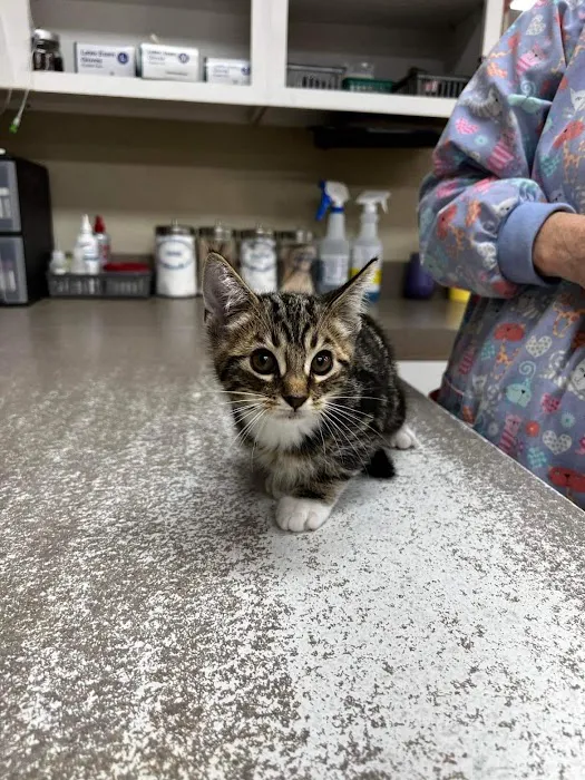 Middendorf Animal Hospital & Laser Centre Picture 5