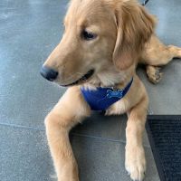 Union Pointe VetCare ico