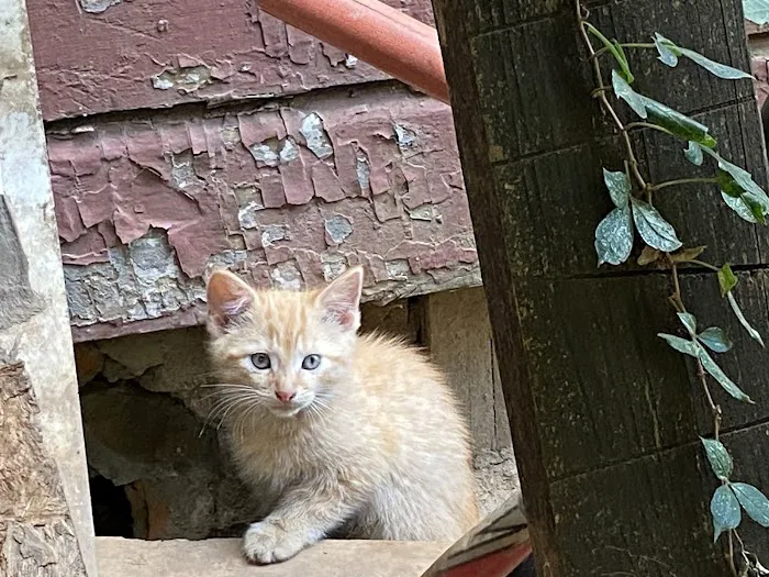 Florence Veterinary Hospital Picture 2