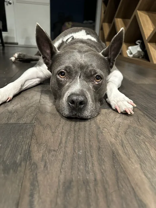 Florence Veterinary Hospital Picture 8