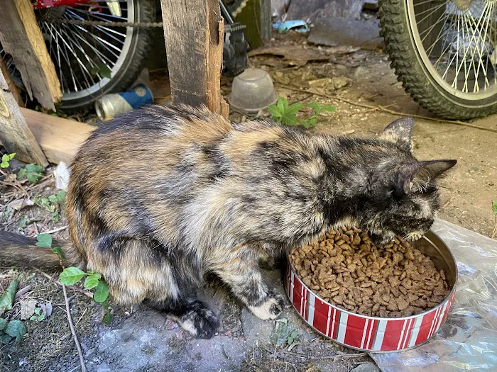 Florence Veterinary Hospital Picture 9