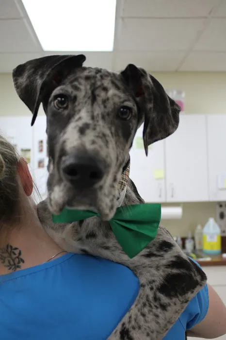 Union Pet Hospital Picture 10