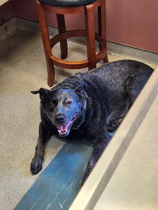 Huesing Veterinary Clinic Picture 8