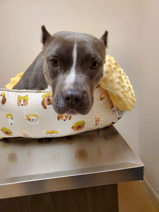 Shelby Street Veterinary Hospital Picture 6
