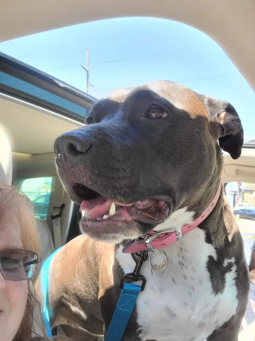 Crescent Springs Animal Hospital Picture 2