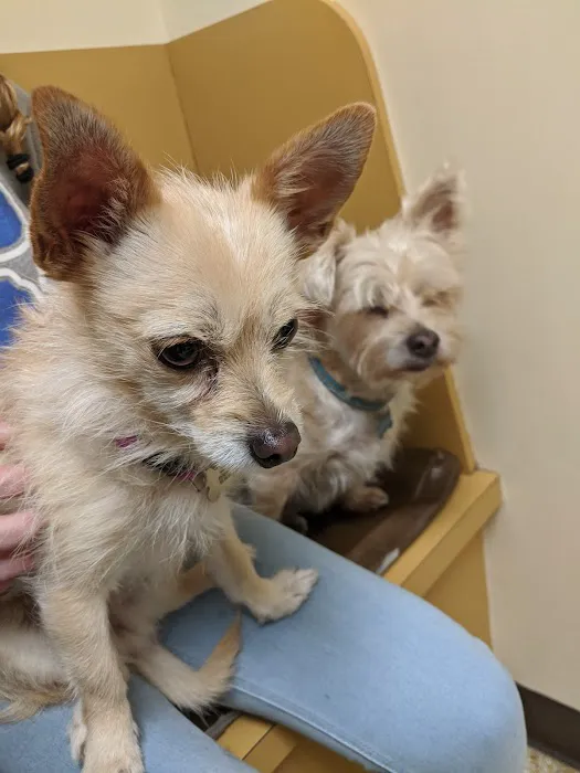 Crescent Springs Animal Hospital Picture 4