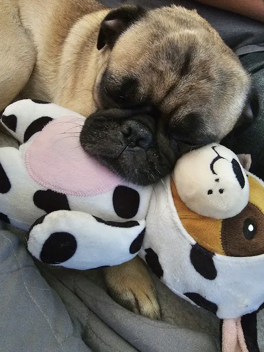 Kentucky Paws Animal Hospital Picture 5