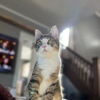 Kentucky Paws Animal Hospital ico
