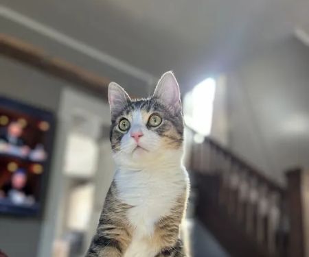 Kentucky Paws Animal Hospital