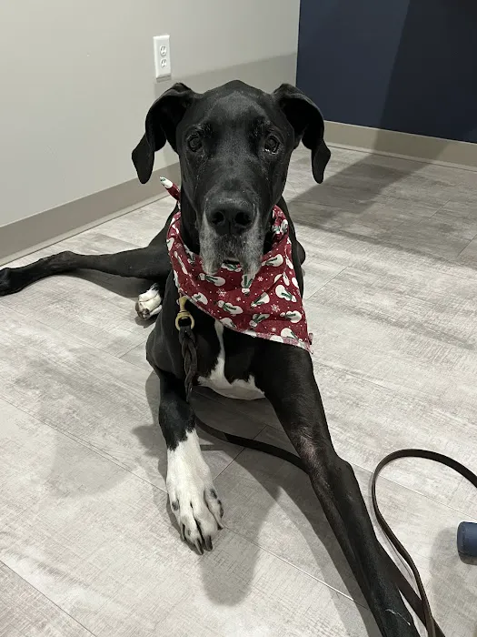 Kentucky Paws Animal Hospital Picture 4