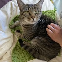 Edgewood Animal Clinic ico