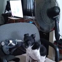 Winchester Animal Clinic ico