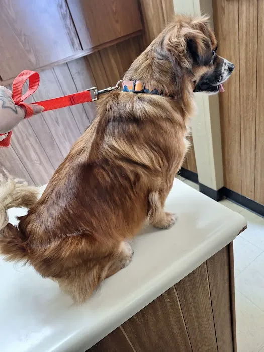Winchester Animal Clinic Picture 9