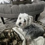Boonesboro Animal Clinic