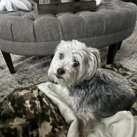 Boonesboro Animal Clinic ico