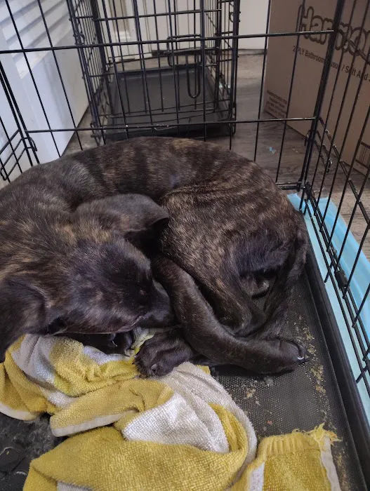 Boonesboro Animal Clinic Picture 10