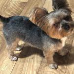 Appalachian Animal Emergency