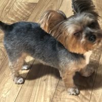 Appalachian Animal Emergency ico