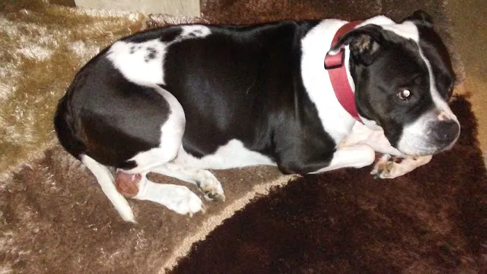 Plum Street Pet Clinic Picture 1