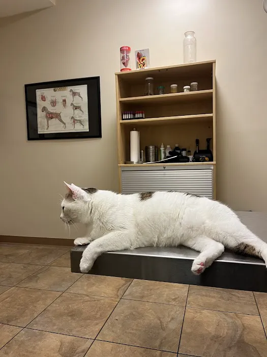 Plum Street Pet Clinic Picture 5