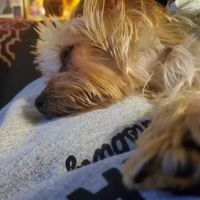Animal Care Center of Fairfield ico