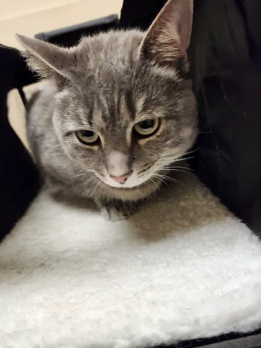 Animal Care Center of Fairfield Picture 5
