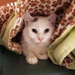 Woodridge Veterinary Hospital