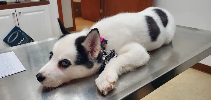 Woodridge Veterinary Hospital Picture 4
