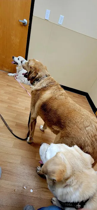 Noah's Ark Animal Clinic of Springdale Picture 1