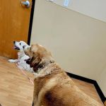 Noah's Ark Animal Clinic of Springdale