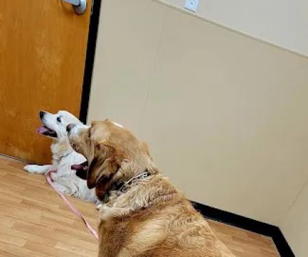 Noah's Ark Animal Clinic of Springdale