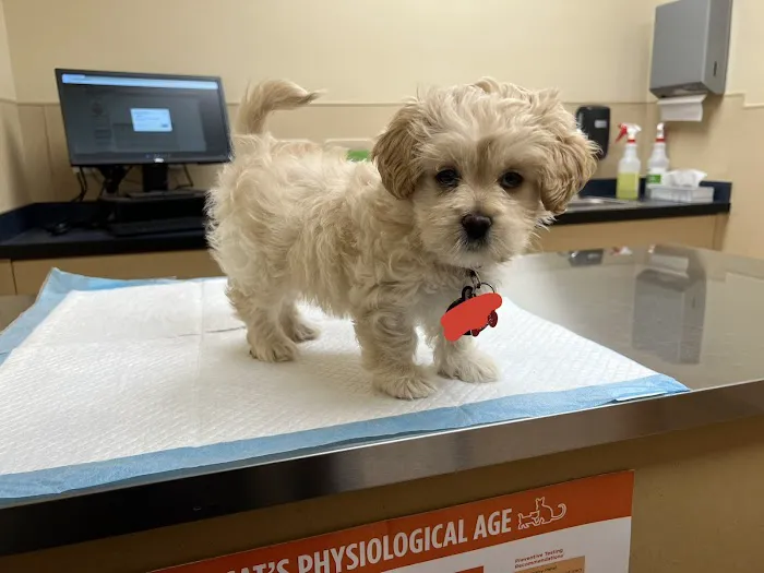 Noah's Ark Animal Clinic of Springdale Picture 5