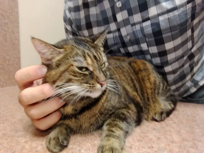 Companion Care Animal Hospital Picture 7
